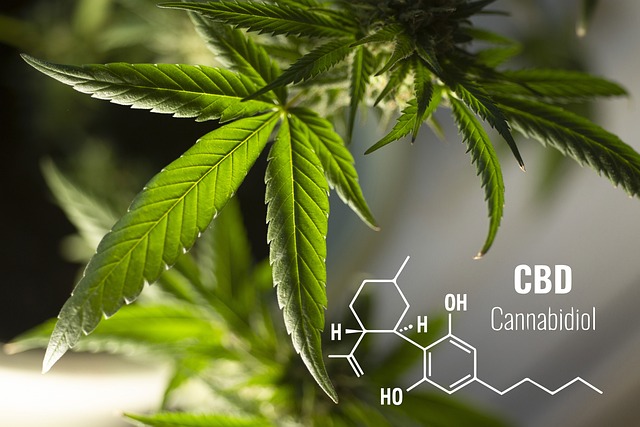 1. HHC kanabinoid: Objevte zázrak spojení přírody a vědy v léčivé rostlině!