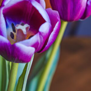 Jak zasadit tulipány pro jarní květinový záhon