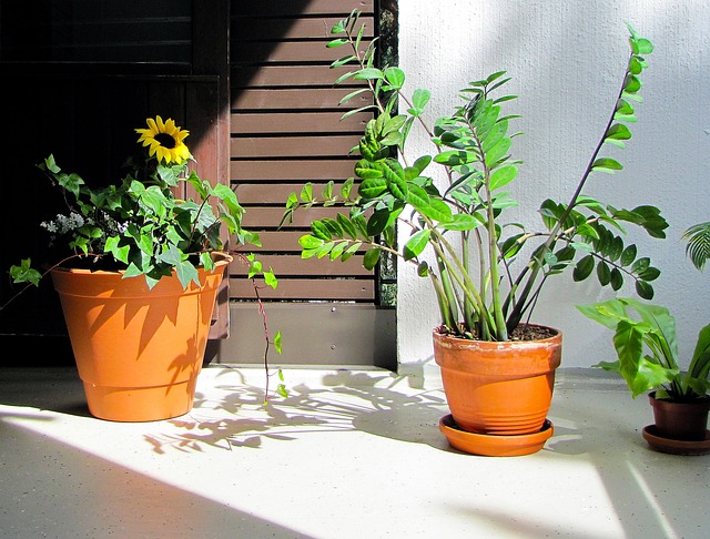 1. Zamioculcas: Jak a kdy přesadit rostlinu pro dosažení zdravého a atraktivního vzhledu