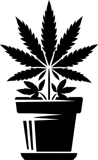 Výroba cannabisového oleje: Jednoduše objevte přínosy této účinné látky!