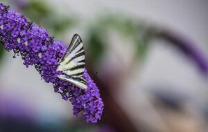 Podzimní hnojení pro zdravé jabloně na jaře: Praktické tipy