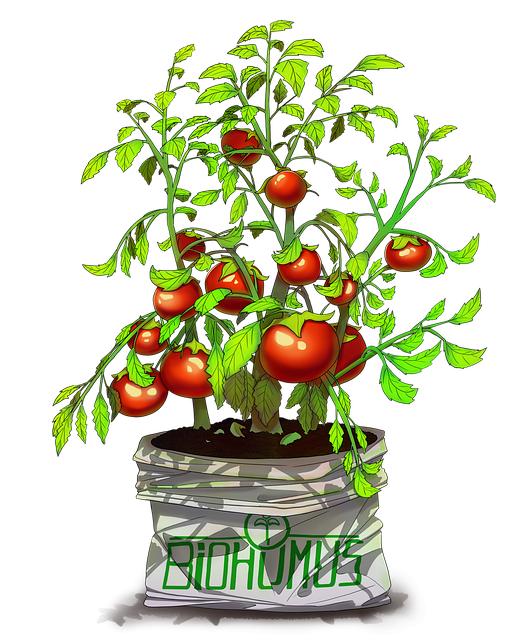Nejlepší způsoby, jak hnojit rajčata pro skvělý výnos